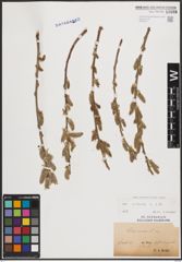 Foto von Salix cinerea L.